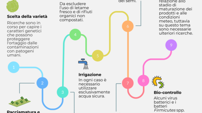 Ortaggi sicuri: rischio Salmonella ridotto in nove mosse