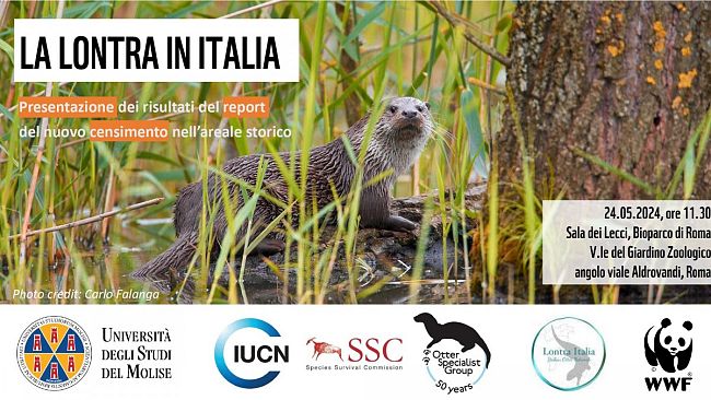 Giornata della Biodiversità: il lupo immortalato dalla fototrappola