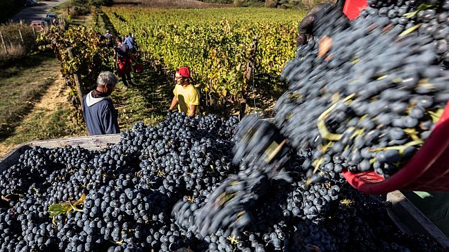 La ​vendemmia 2026 riscriverà le regole del vino toscano