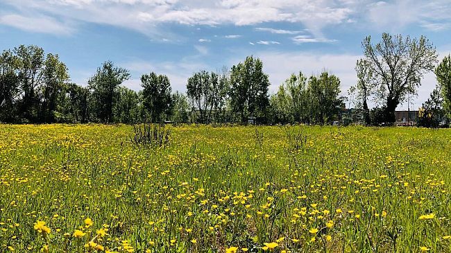 Malamovida nel parco di Ugnano