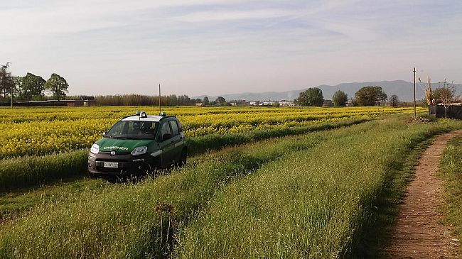 Pesticidi illegali in Toscana, maxi operazione dei Carabinieri