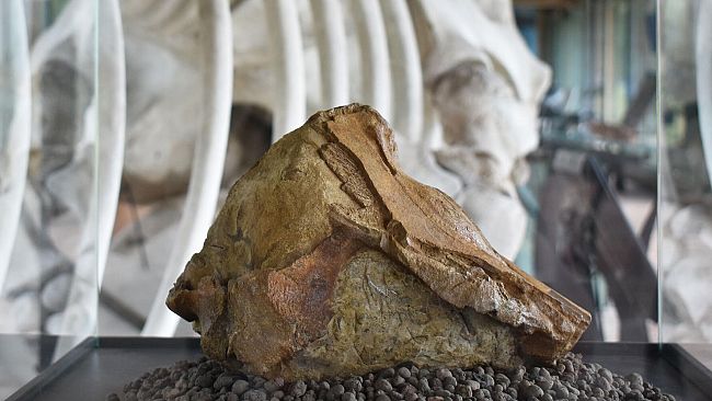 Beluga e Narvali vivevano nelle acque calde del Mediterraneo