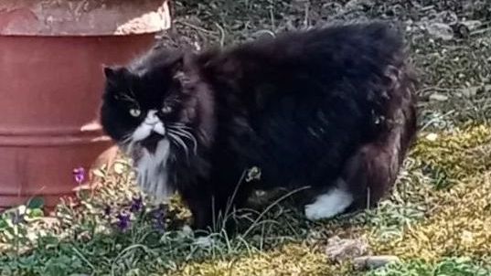 Come proteggere gli animali dal caldo ed evitare colpi di calore