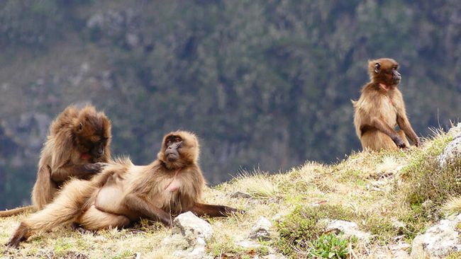 Scimmie gelada modello per lo studio della risoluzione dei conflitti