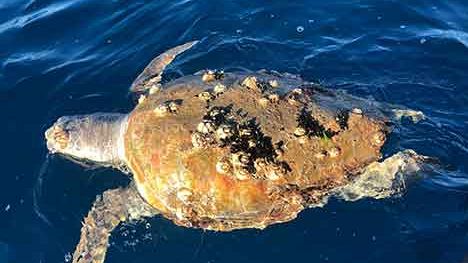 Quattro tartarughe marine morte in Toscana