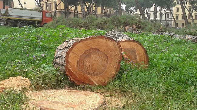 Firenze, abbattimento delle alberate storiche: scelta eco-logica?