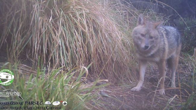 Sciacallo dorato avvistato nell'Appennino Pratese: le foto