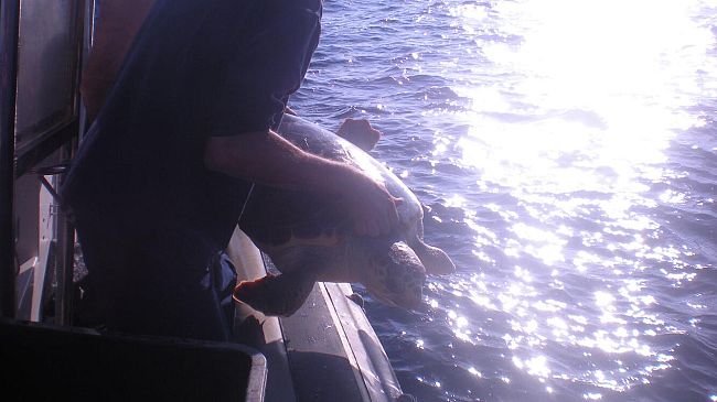 Salta a bordo e partecipa al rilascio della tartaruga marina