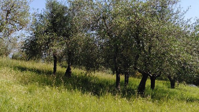 Presto a Firenze 784 alberi pistoiesi