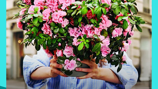 Azalea della Ricerca, dove trovarla domenica 10 maggio