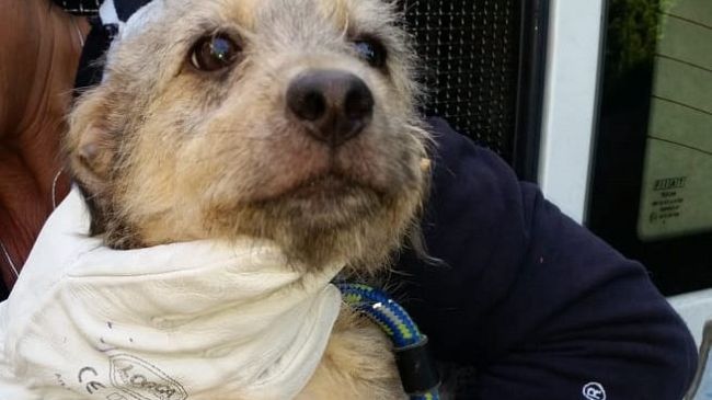 Animali a rischio abbandono per crisi Covid: come aiutarli