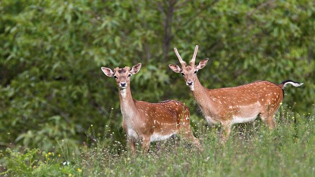Oasi Dynamo, riapre la riserva naturale sull'Appennino pistoiese