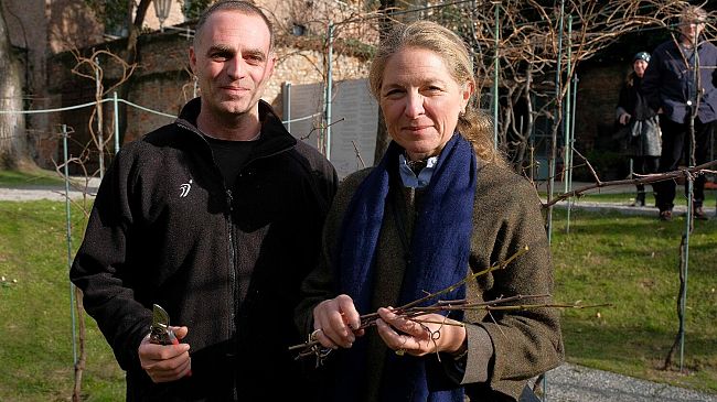 Per la prima volta in toscana un clone della Vigna di Leonardo da Vinci a Milano