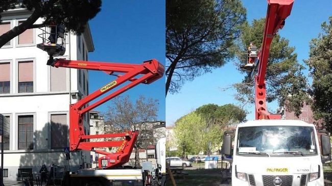 Nidi di processionaria: a Firenze lotta senza quartiere