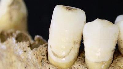 Il menù dell’Uomo di Neanderthal? Rinoceronte, muflone, funghi e pinoli