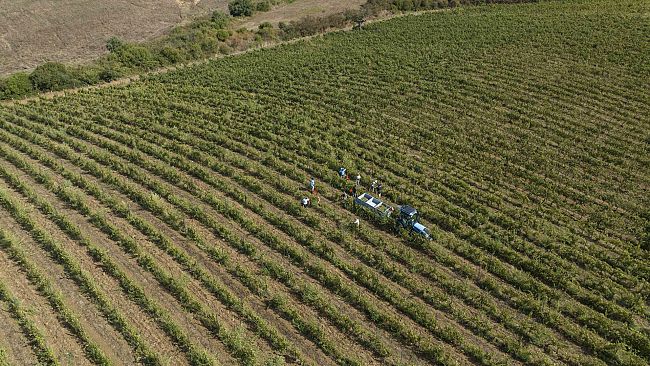 ​Vendemmia 2026: la Maremma sfida l'inferno africano