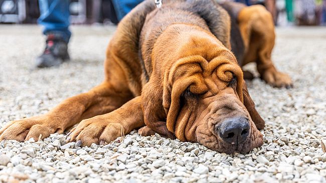 A Follow Your Pet 2019 anche la border collie Viola, futura “cane antiveleno”