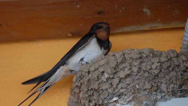 Nidi di rondine, ordinanza a Cortona: multa a chi li distrugge