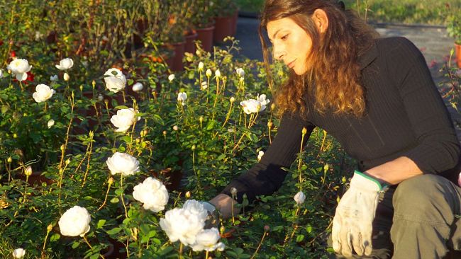 Vivaio Porte Aperte. Rose e incontri, laboratori, spettacoli, musica e cibo