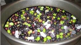 L’Università di Pisa brevetta nuovo metodo di estrazione dell’olio extravergine