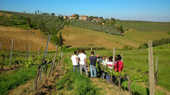 Scuola nel Chianti: Corso per operatore della trasformazione di olio e vino