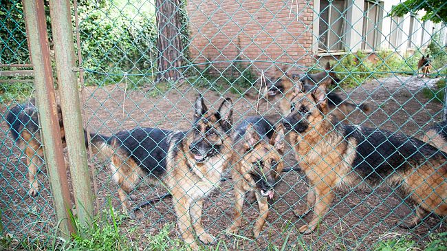 Tre giornate di corso sull’educazione del cane all'ospedale