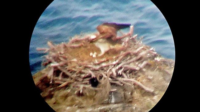Il Falco pescatore nidifica nell’Arcipelago Toscano dopo 90 anni