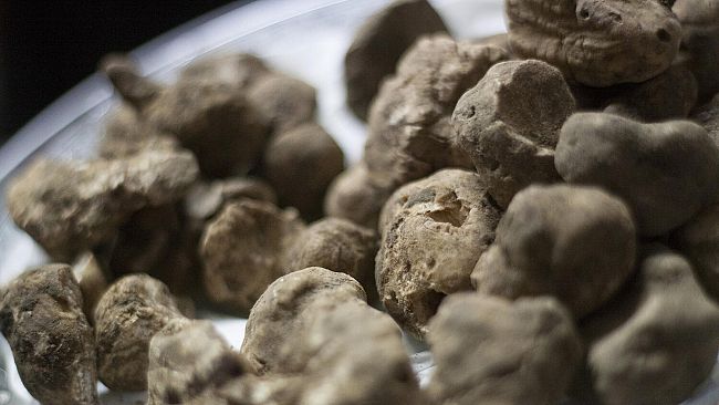 Mostra del Tartufo Bianco di San Miniato a novembre