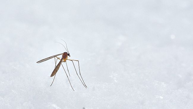 Dengue: cosa devono sapere i cittadini per non allarmarsi e tutelarsi