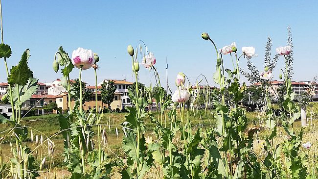 Movida fiorentina: controlli straordinari interforze