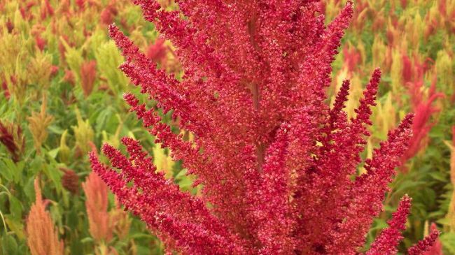 Coltivare amaranto e quinoa anche in Toscana