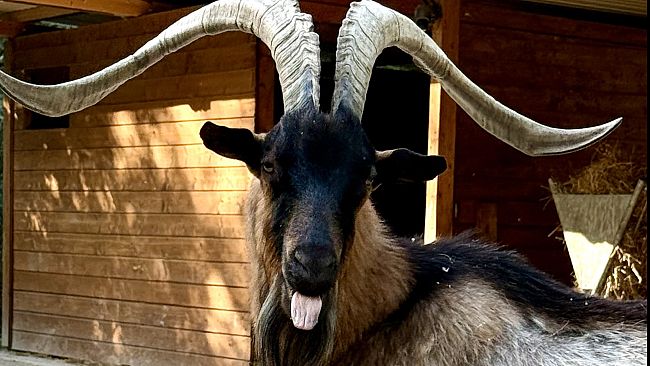 Scomparso Muschio, caprone di 15 anni del Rifugio Chico Mendes a Campi