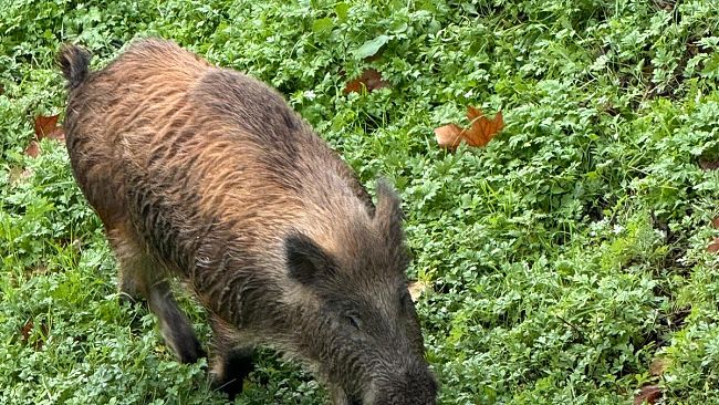Cinghiale a Firenze sul greto del Mugnone