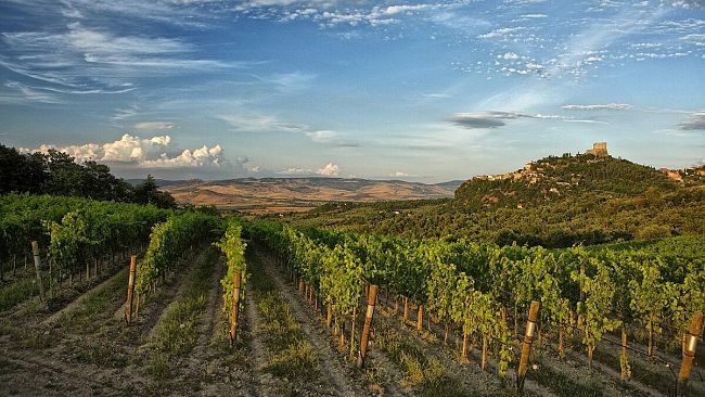 in-toscana-600-ettari-di-nuovi-vigneti