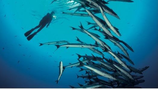 La profondità degli oceani in 80 foto mozzafiato