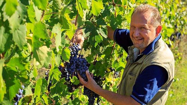 Vendemmia in festa e cena in giardino