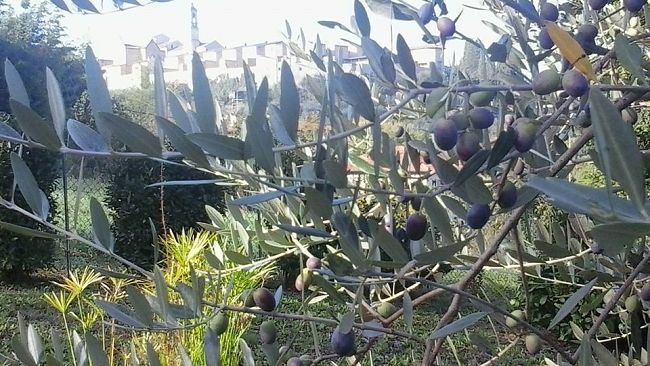 Piano Marshall Coldiretti per agricoltura e agroalimentare