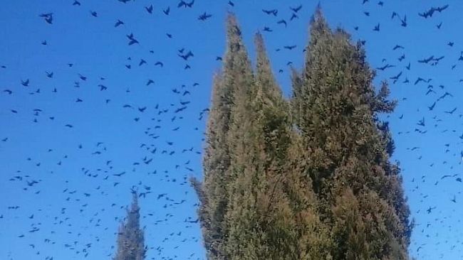 Gli storni: dannosi e spettacolari, invasivi e protetti