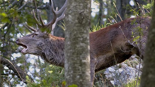 Foreste Casentinesi: le notti del cervo nobile e del lupo appenninico
