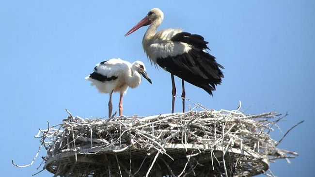 Torna la cicogna bianca in Toscana
