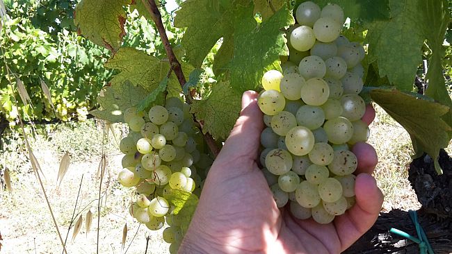 Vernaccia, parte la vendemmia ma non per tutti
