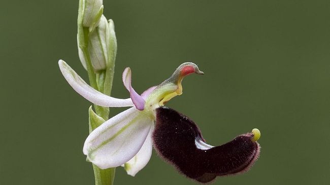 Gioielli in miniatura: orchidee selvatiche in Valdinievole