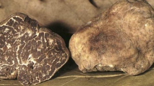 La XVII Mostra del Tartufo Bianco di Volterra