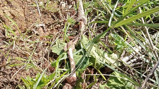 Troppi danni da animali selvatici: le recinzioni sono necessarie