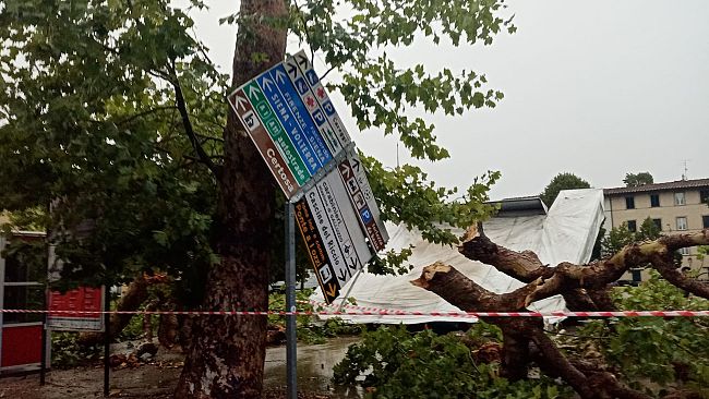 Bufera e paura al Galluzzo: gigantesco platano si spezza e crolla