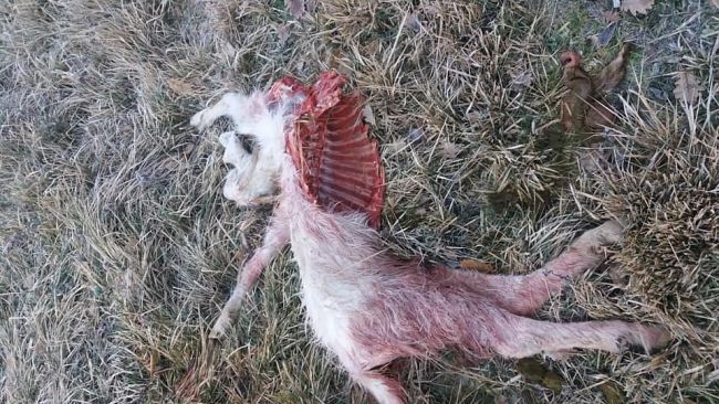 Capre sbranate, il sindaco di Chiusi chiede abbattimento dei lupi