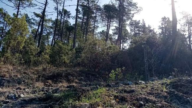 Forest Therapy la nuova frontiera della salute