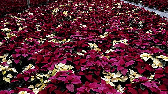 Stelle di Natale 2023, novità e tendenze