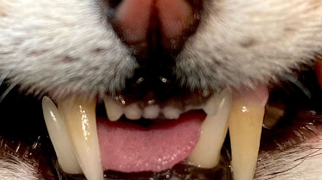 Denti da latte e cura dentale