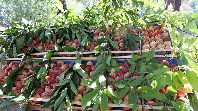 Con la vespa samurai alberi da frutto salvi?